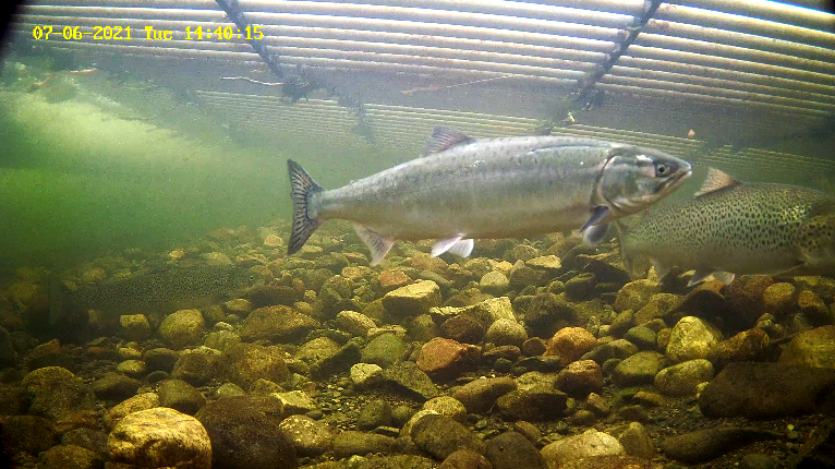 Pukkellaks 5 Etne 06.07.21.png