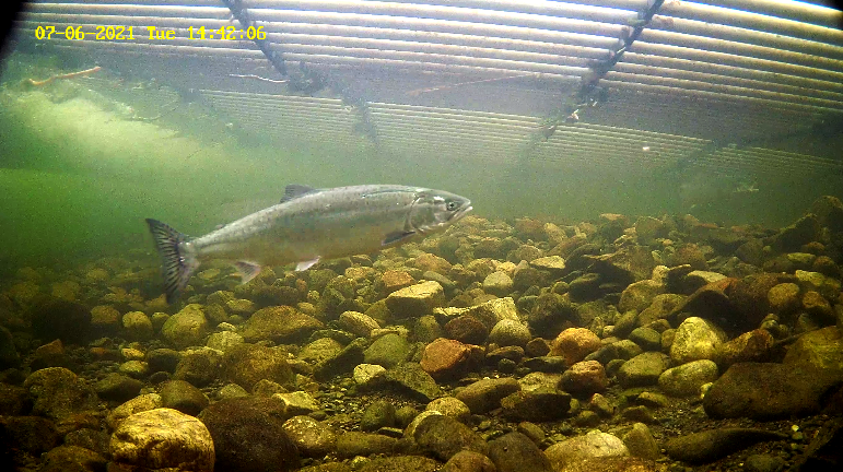 Pukkellaks 6 Etne 06.07.21.png