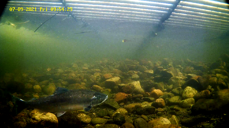 Pukkellaks Etne 09.07.21.png