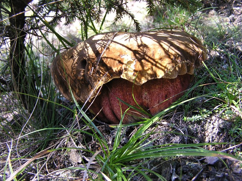 Thüringer Wald 004.jpg