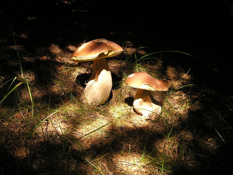 Thüringer Wald 010.jpg