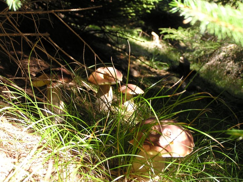 Thüringer Wald 015.jpg