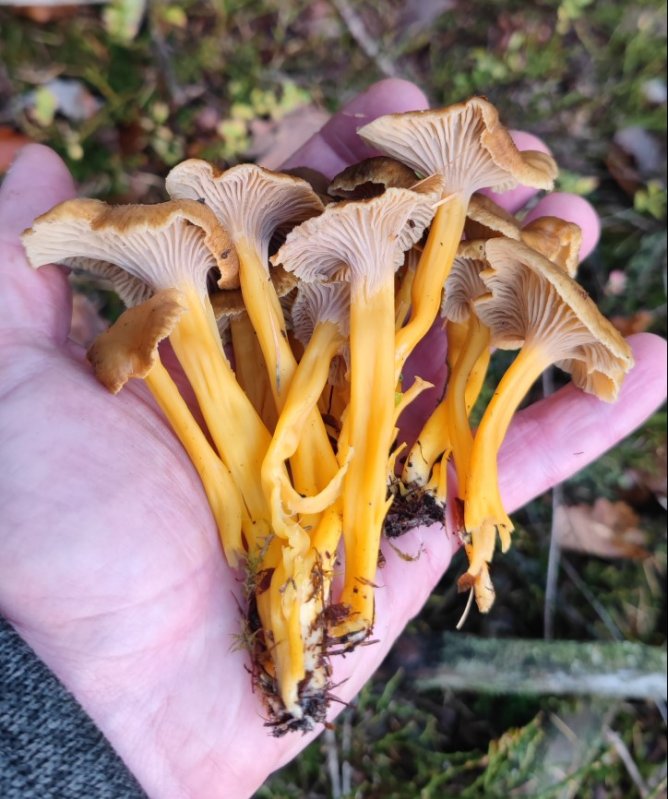 Trompetenpfifferlinge 2.jpg