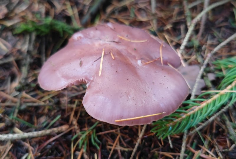 Violetter Rötelritterling.jpg