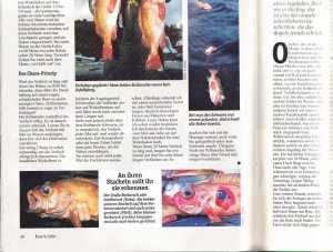 rotbarsch neu aus 2004.jpg