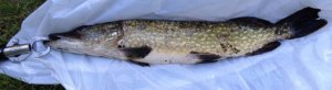 052114_esox.jpg