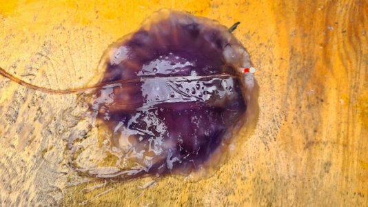 WhatsApp Image 2021-07-22 at 17.41.27.jpeg