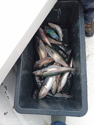 IMG_20220716_113558_658.jpg
