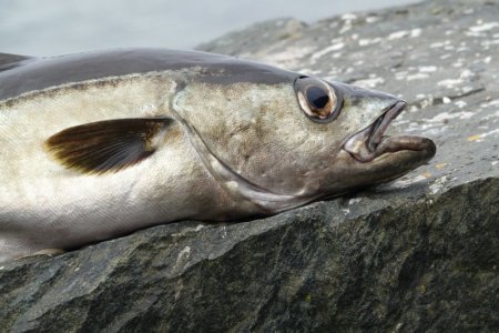 Pollack Nahaufnahme.JPG