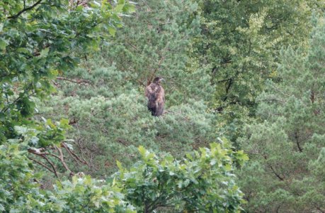 Adler schön bearb..JPG