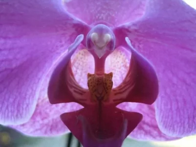 Oh eine Chi 012.webp