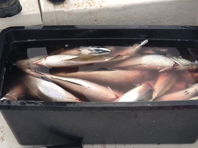 WhatsApp Bild 2025-06-20 um 10.34.20_9ee2764f.jpg