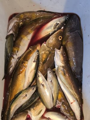 Fisch.jpg