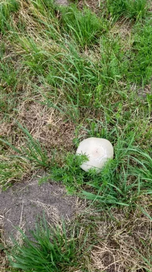 IMG-20260617-WA0002.webp