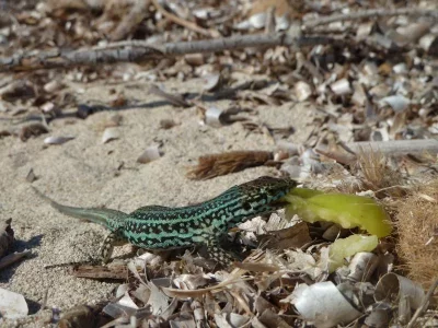 Formentera 2013 ! 055.webp