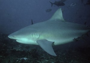 Bullshark_ Von Pterantula, CC BY 2.5.jpg