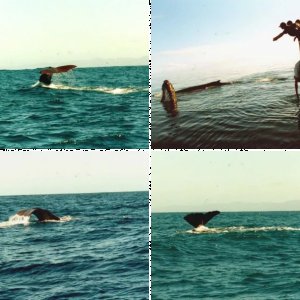 Whalewatching New Zealand + Australia 1996 / 1998