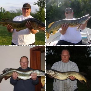 Meine Süßwasserfische