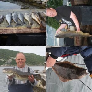 Meine Fänge in Norwegen