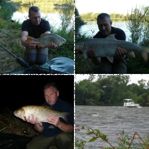 Friedfischangeln am Main im Spätsommer 2012