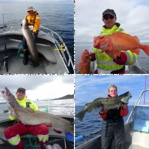 Vik Brygge August 2013