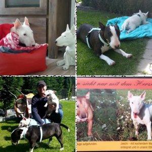 Unsere Bullterier & Tierheim