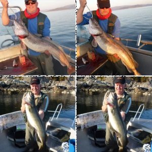 Sunde/Trondheimsleiia 2014