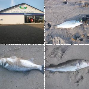 Veilby Klit / Vrist / Harboöre / DK