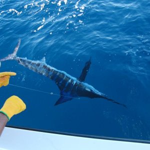 Striped Marlin