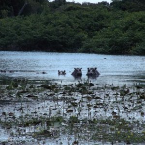 die einzigen weltweit
"Saltwater Hippos" Orangho
