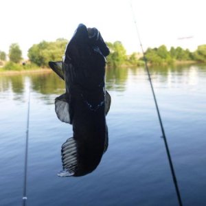 Große Grundel. Kein Fluch mehr, gehen auch als Köderfisch