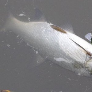 Schöner Novemberrapfen