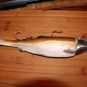 IMG 8531