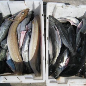 norwegen 2012 039