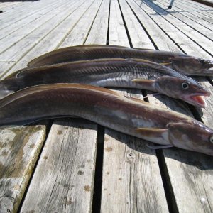 norwegen 2012 042