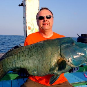 Napoleon Lippfisch
