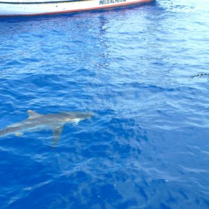 Silky Shark