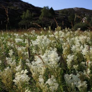 Blumenwiese vorm haus