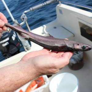 Medium 'Der Schwarze Dornhai kann zur Plage werden, sieht aber schön aus.' im Album 'Norwegen 2014'