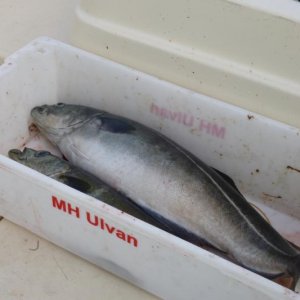 Der kommt in die Küche