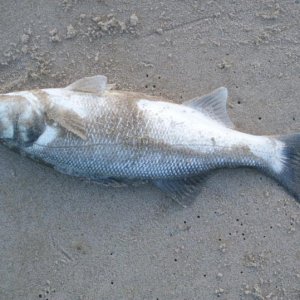 vrist 81
Wolfsbarsch 41cm auf Wattwurm