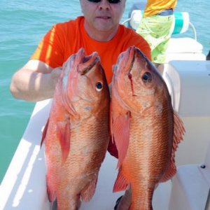 African red Snapper