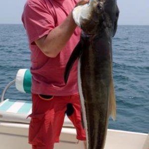 Cobia 30kg