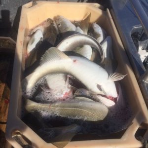 IMG-20170422-WA0019