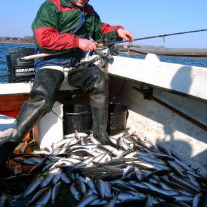 Hering_001