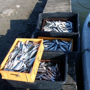 Hering_002