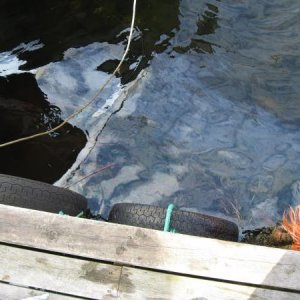 Ölschicht an der Wasserentnahmestelle zum reinigen der Fische 3