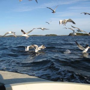 Flugbegleiter