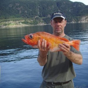 Rotbarsch 001