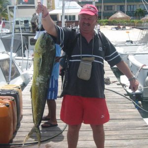 Mexico 2005, Puerto Vallarta
Dolphinfish 44" ...
an Land zum vermessen und scannen